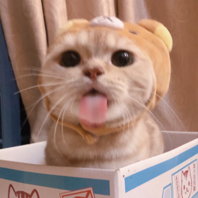 猫咪情头