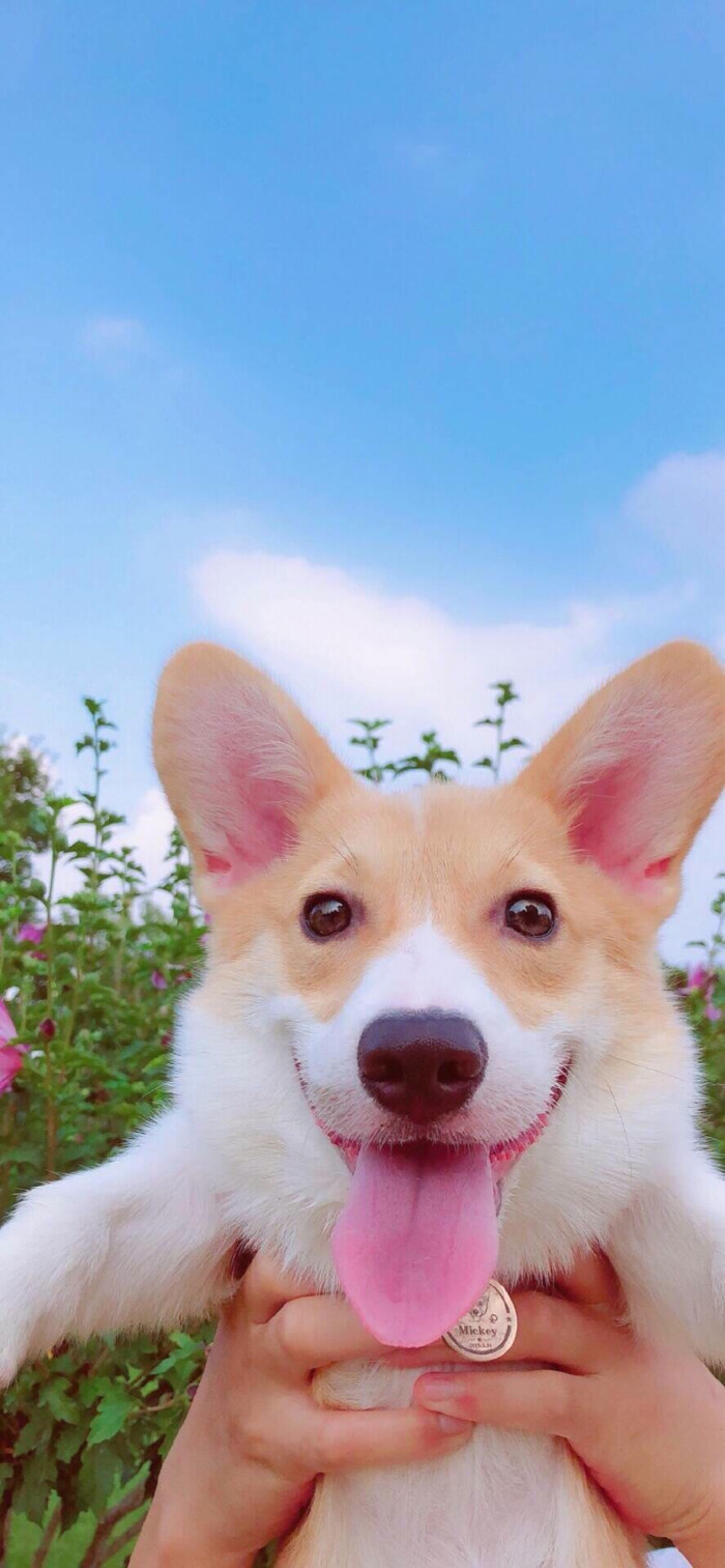宠物壁纸二传注明 诗梦瑶