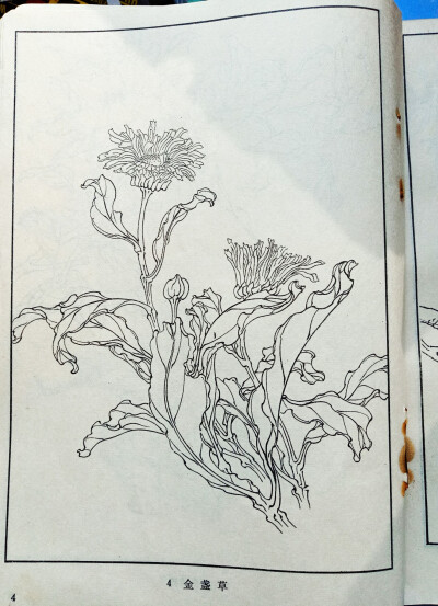 白描花卉免抠