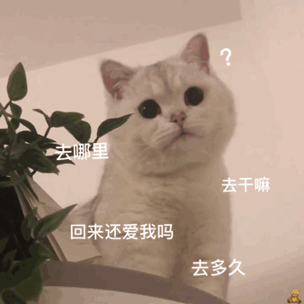 猫咪表情包动图