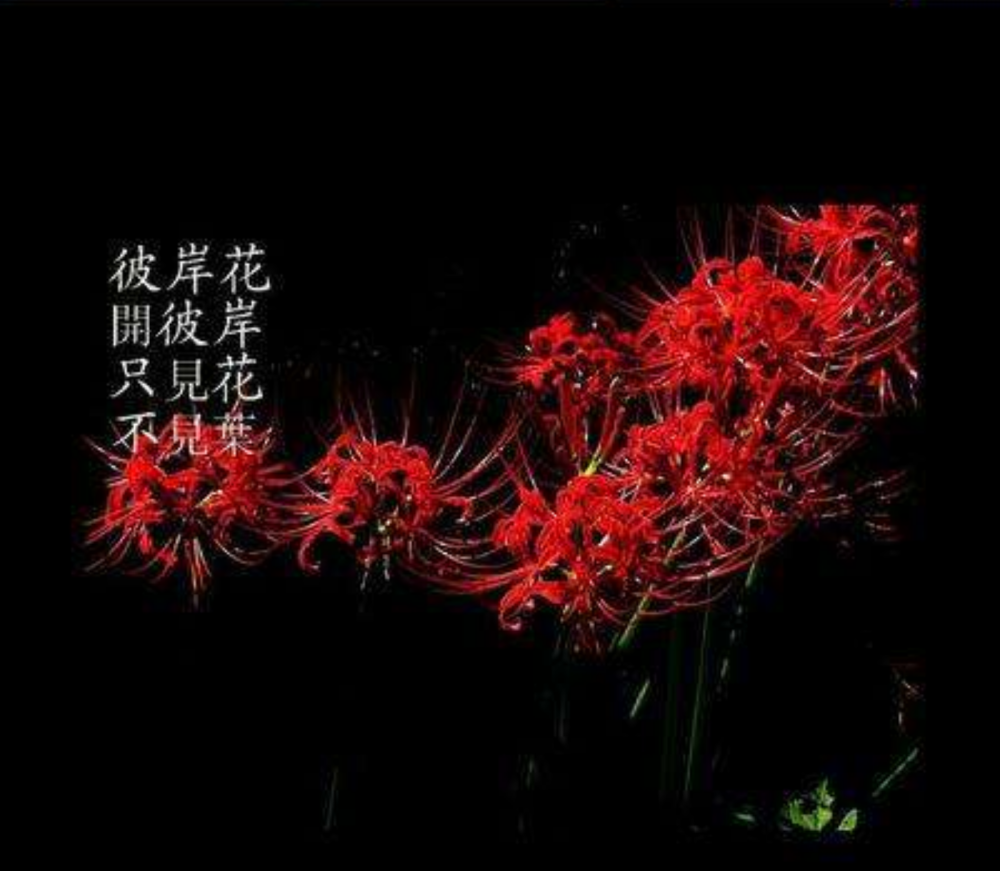 彼岸花 