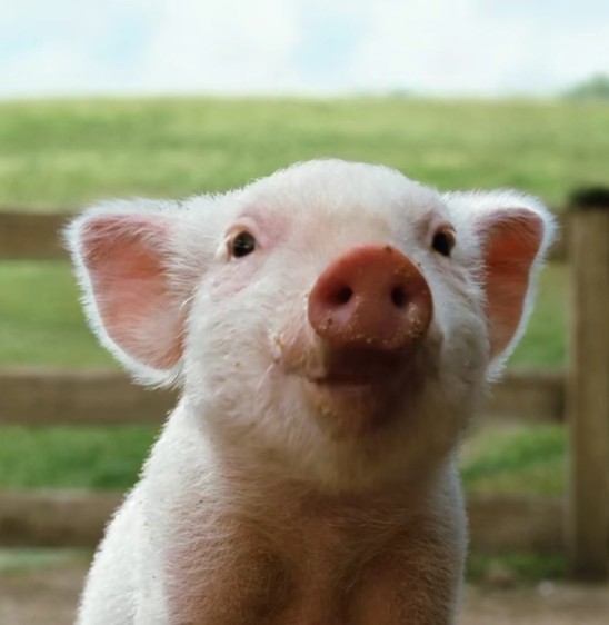 可爱的小猪猪