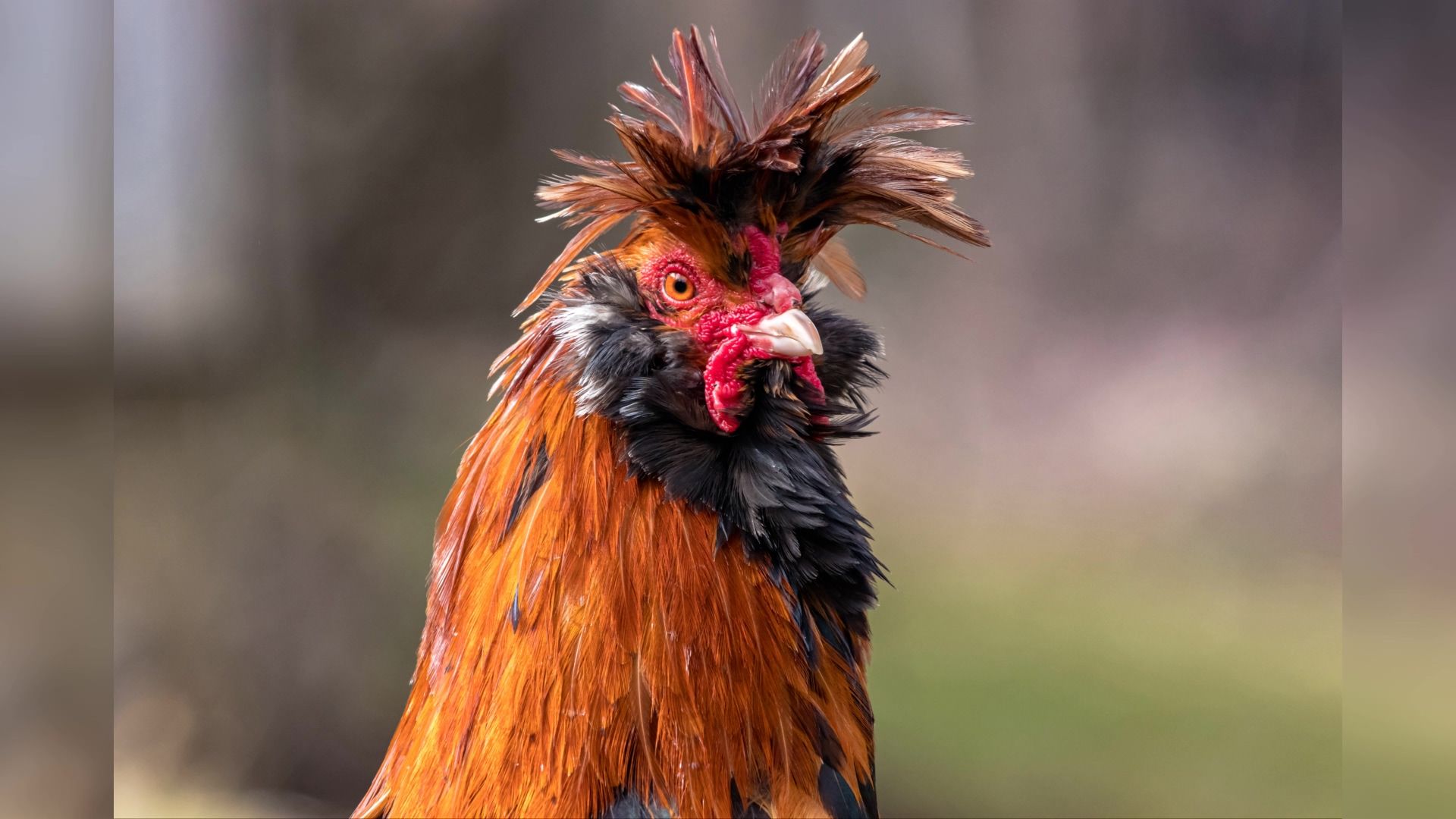 动物世界高清图片