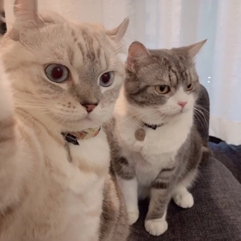 猫猫情头