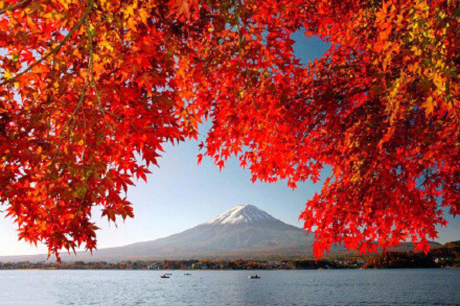 富士山下的枫叶