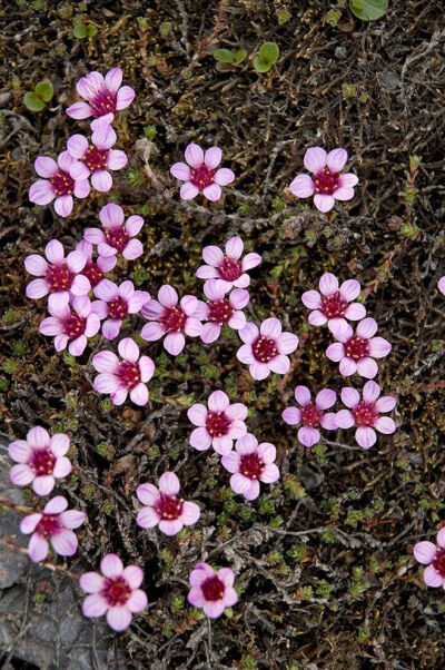 苔花是什么花图片