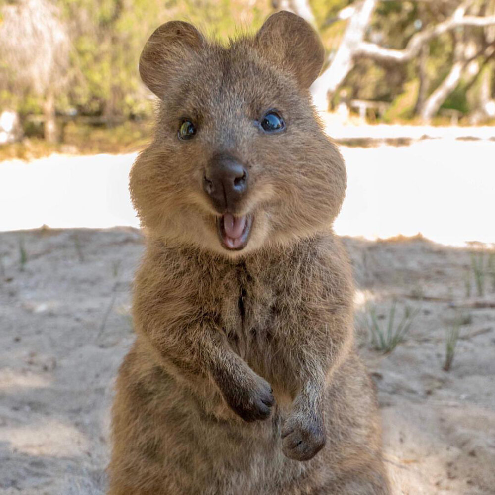 短尾矮袋鼠,是澳洲的一个濒危物种,应该是世界上最开心的动物了吧