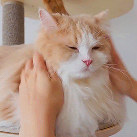 小动物猫猫狗狗治愈系可爱动图gif