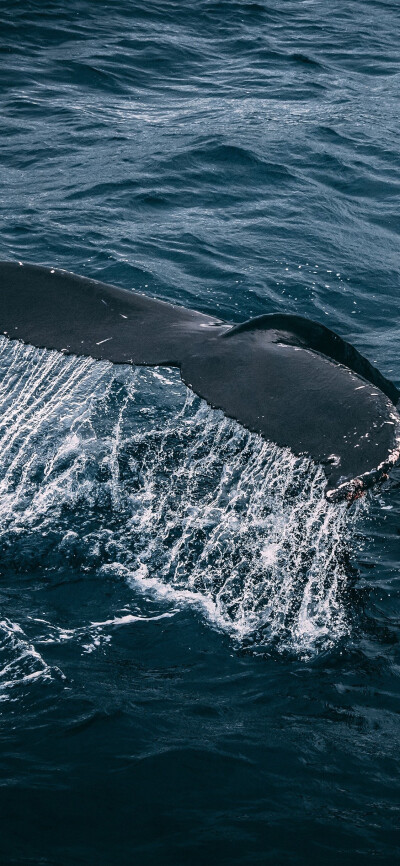 鲸落大海意境图片图片