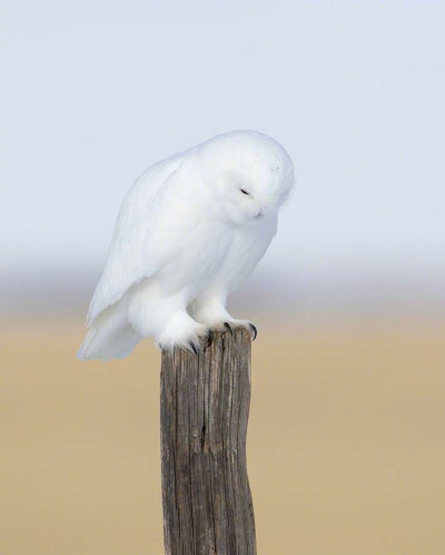 白色长耳鸮图片