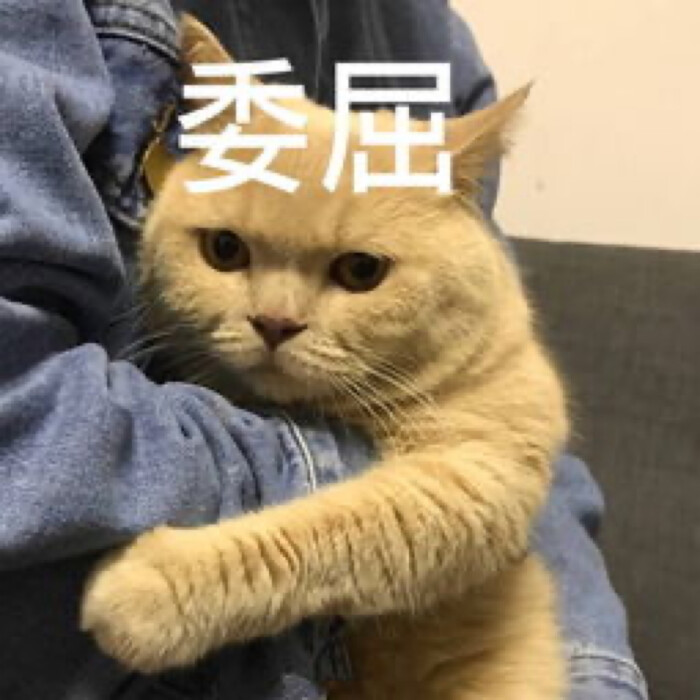 老子可爱吗