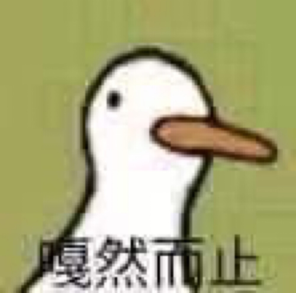 鹦鹉 小黄鸡