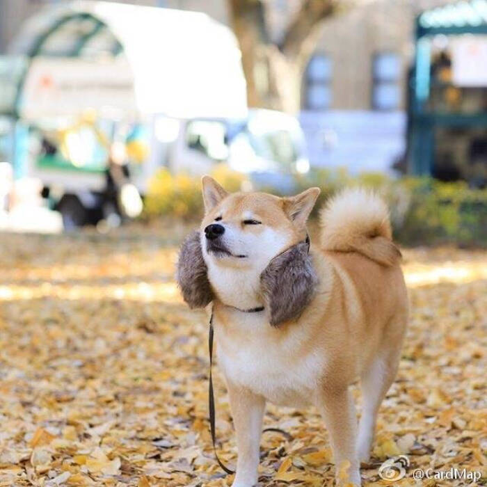 可爱萌犬,柴犬