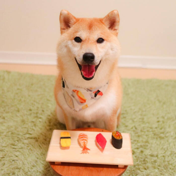 可爱萌犬,柴犬