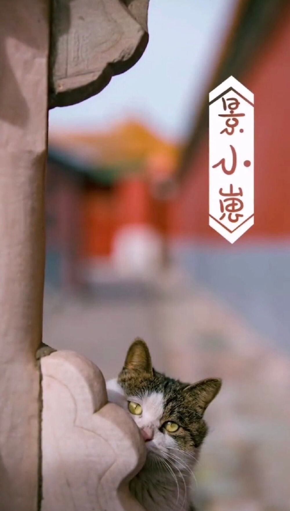故宫的猫