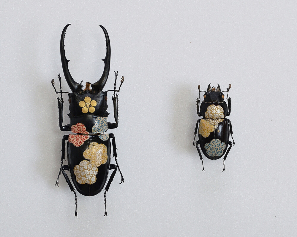 标本赏析日本艺术家-樋口明宏的艺术作品,他以一只只昆虫作为画布