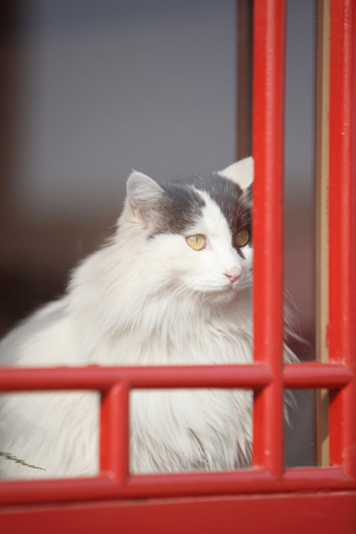 故宫的猫