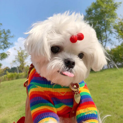 马尔济斯犬长毛