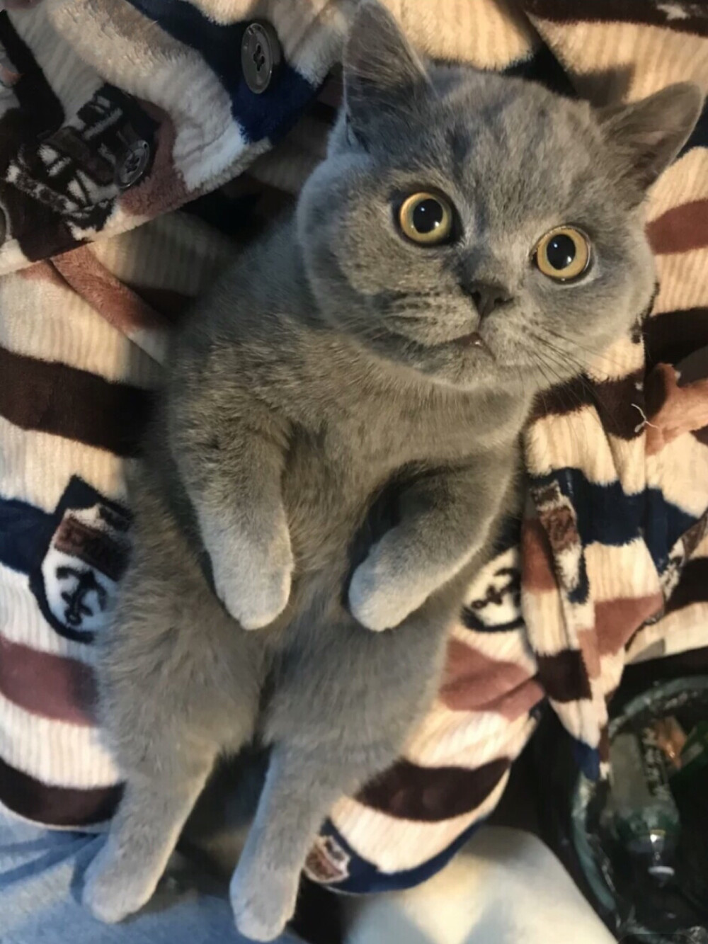 蓝猫