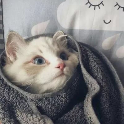 男朋友是猫情头