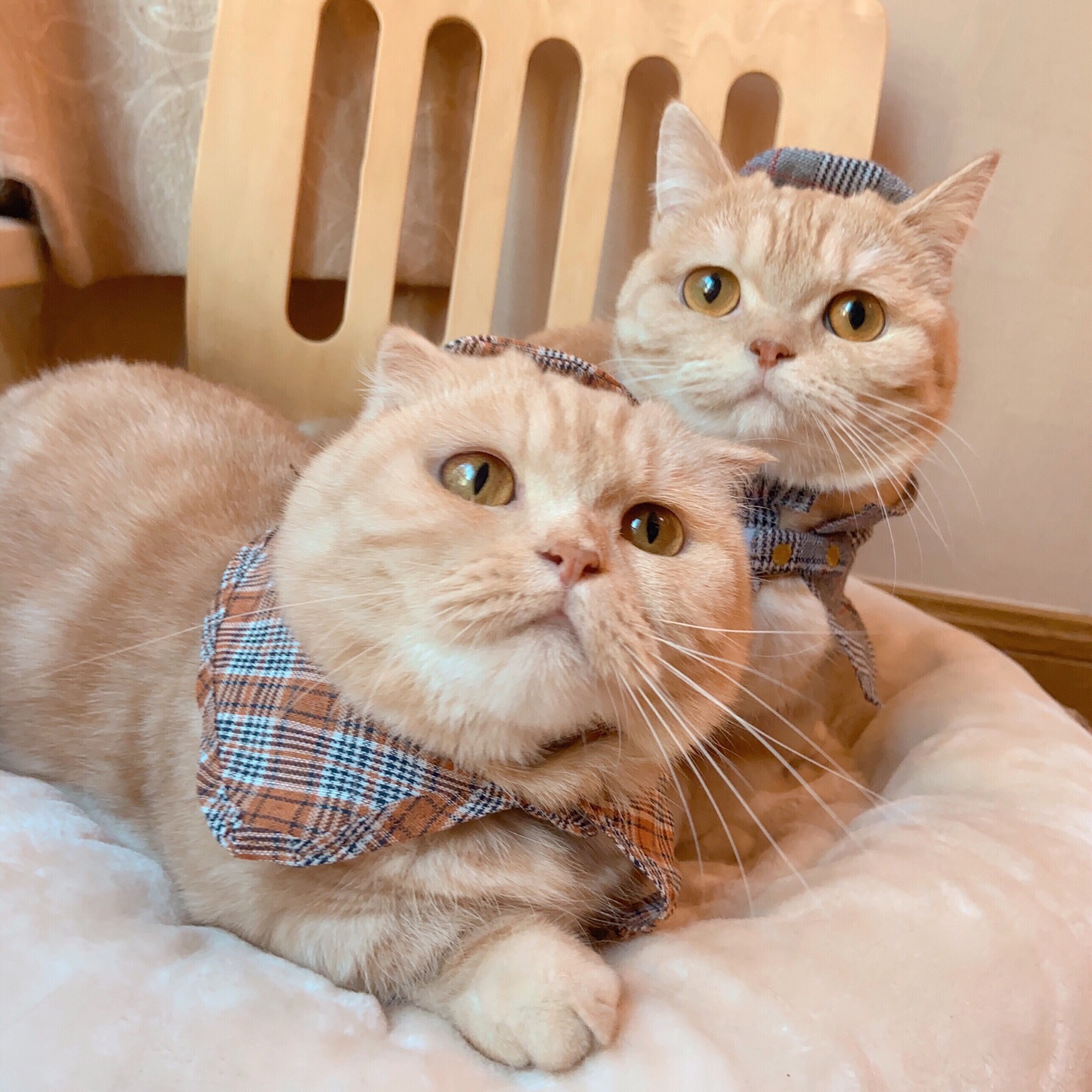 沙梨和周佳 微博:橘猫sally