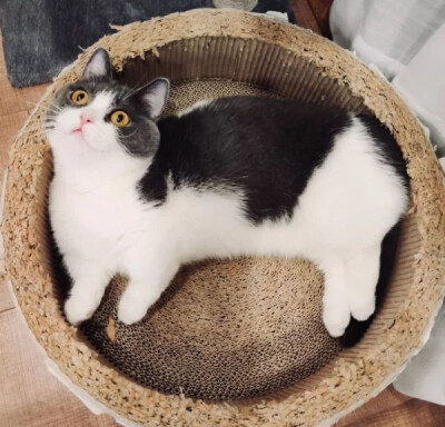 肖战的坚果