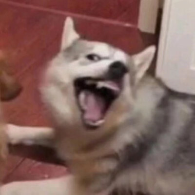 沙雕猫猫狗狗情/基头