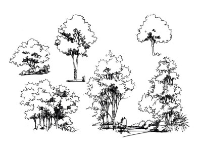 建筑快题树的画法图片