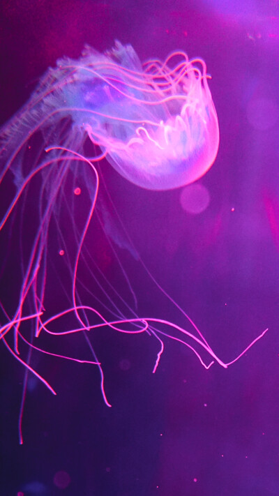 紫色水母汉化小队图片