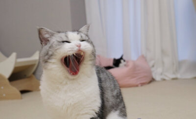 花花与三猫catlive