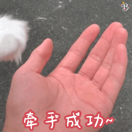 猫咪 牵手手