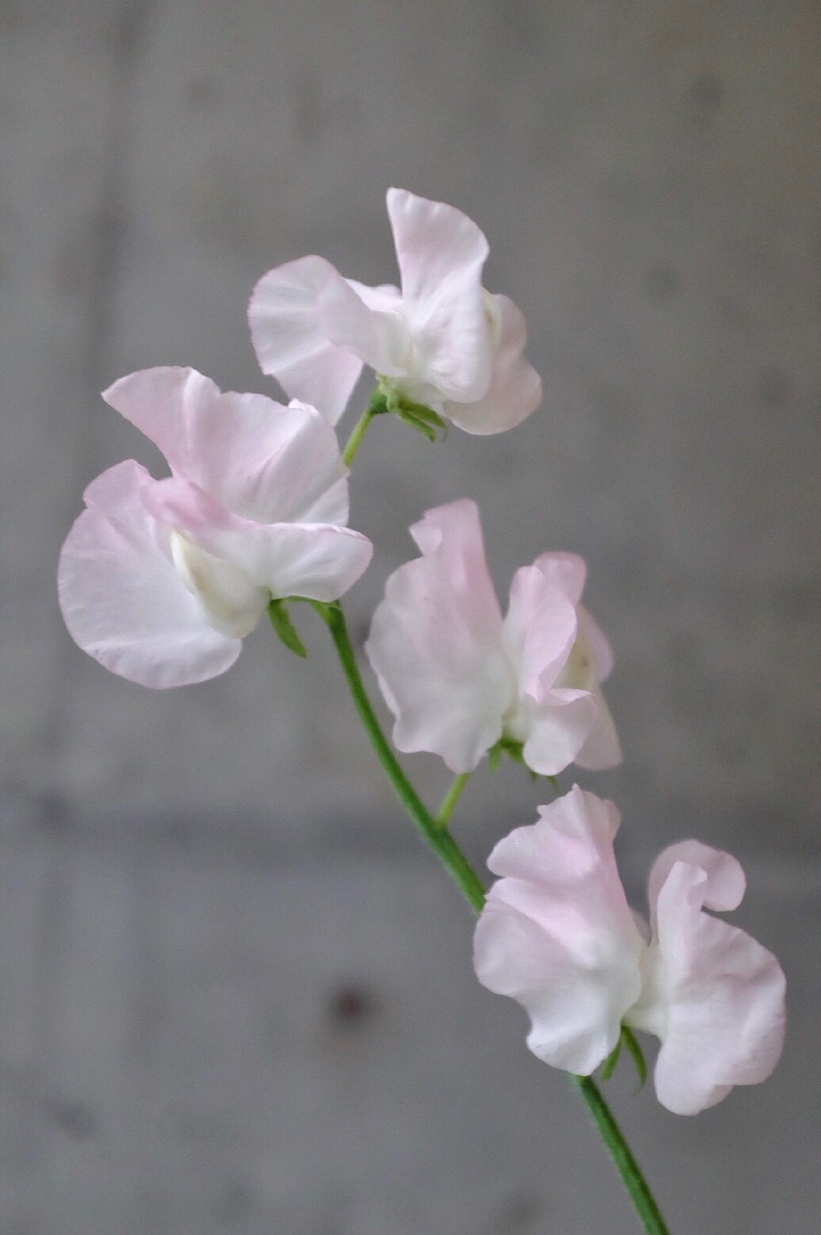 日本香豌豆,像展翅欲飞的蝴蝶,清淡幽远的香气