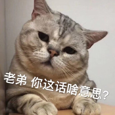 猫咪表情包可爱