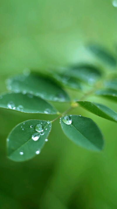 绿色 壁纸 养眼