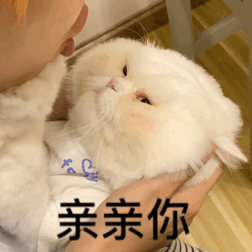 猫!球球!来源于微博:文轩是个铲屎官
