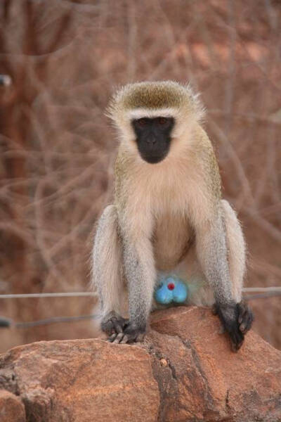 非洲猴子品种图片