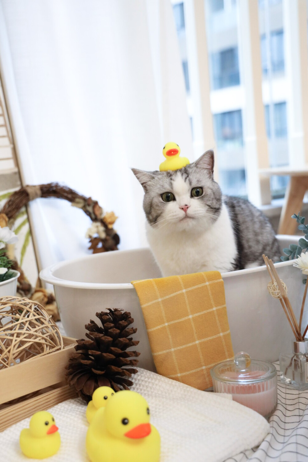 杜甫 by花花与三猫