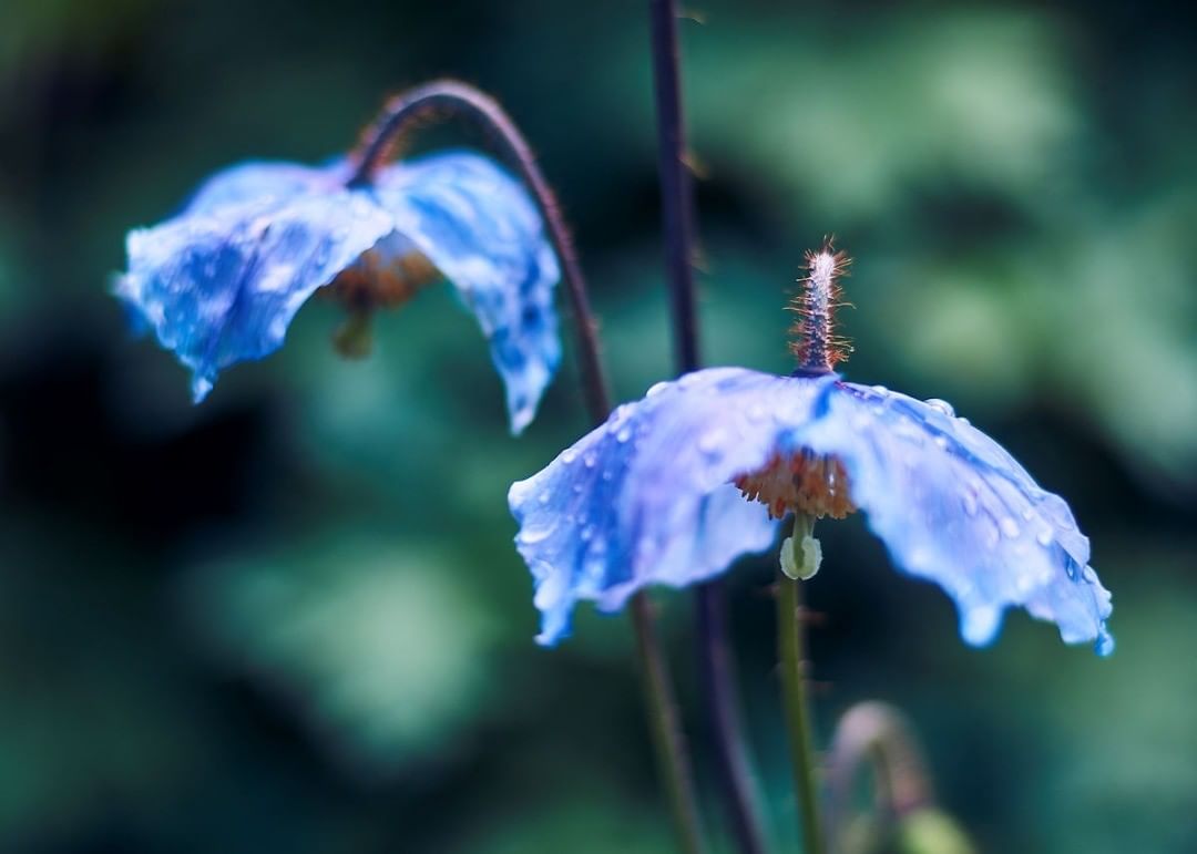 雪域皇后-绿绒蒿.meconopsis 堆糖,美图壁纸兴趣社区