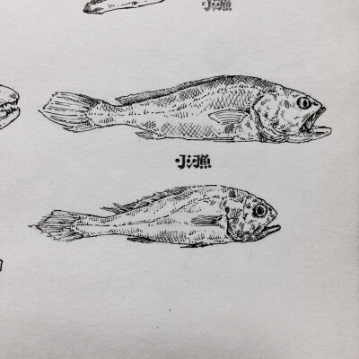 黄颡鱼手绘图片