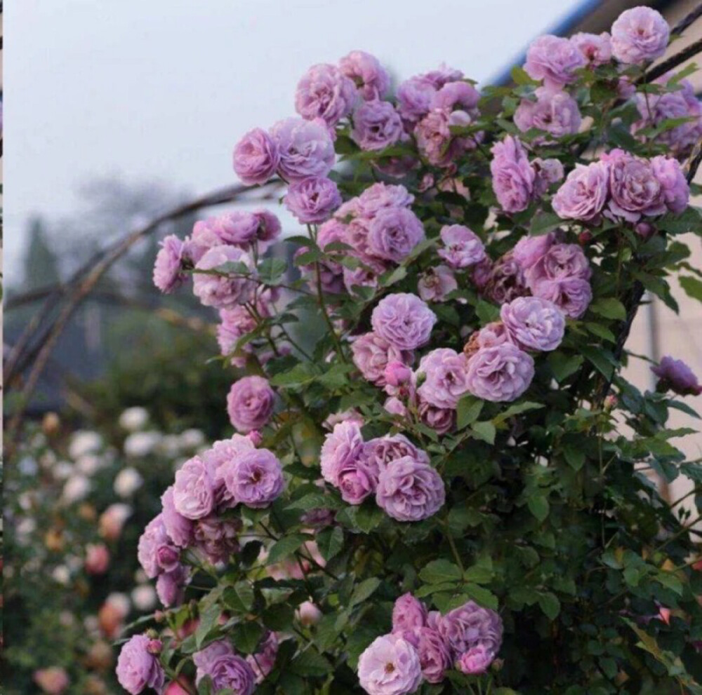 藤本月季薰衣草花环