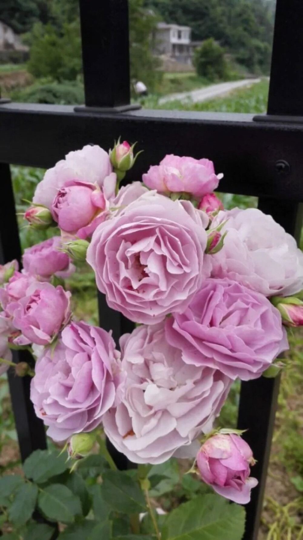 藤本月季薰衣草花环