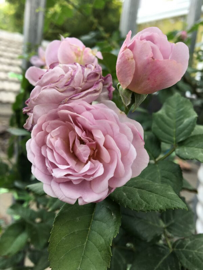 藤本月季薰衣草花环