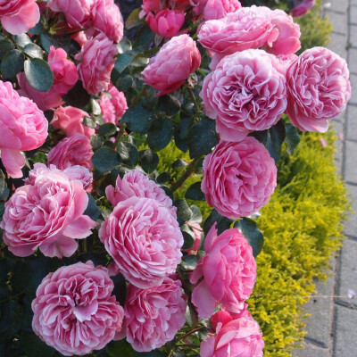 藤本月季粉色达芬奇