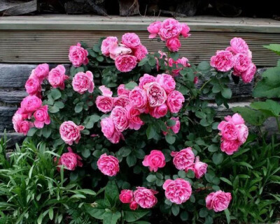 藤本月季粉色达芬奇