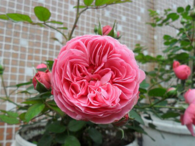 藤本月季粉色达芬奇
