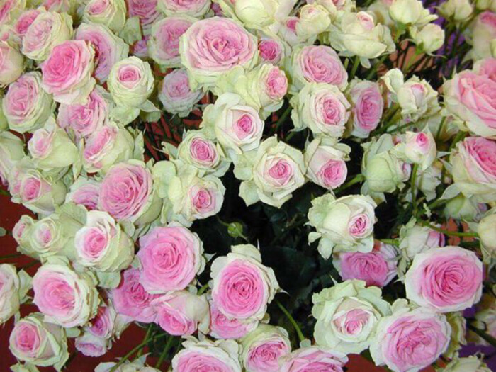 藤本月季小伊甸园