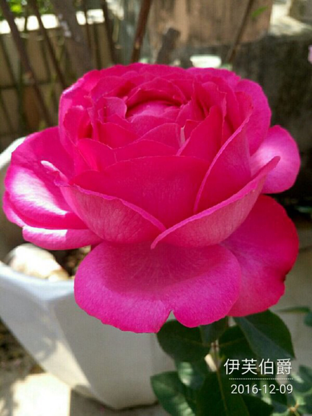 藤本月季藤本伊芙伯爵