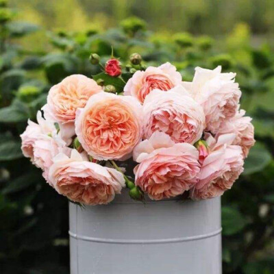 藤本月季威廉莫里斯