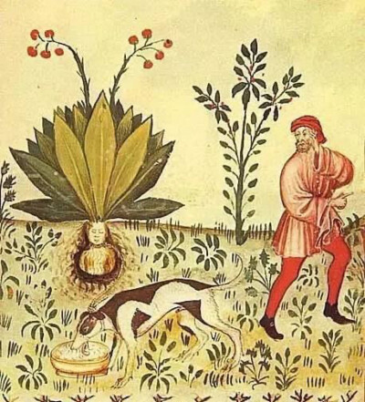 中世纪曼德拉草图片
