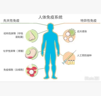 人体五大免疫器官图片